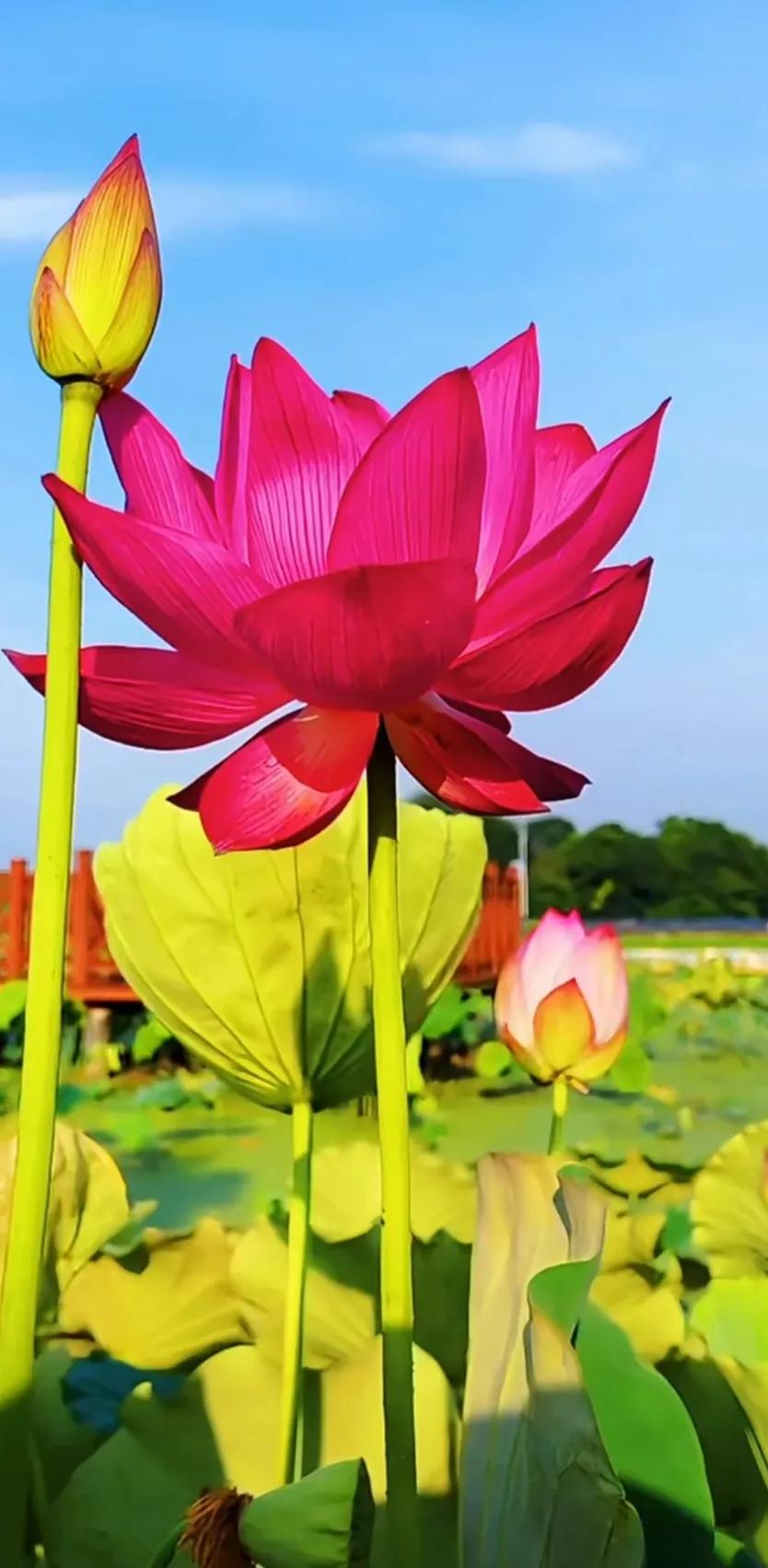 夏至荷花荷叶图片,夏至时节荷花正美图片