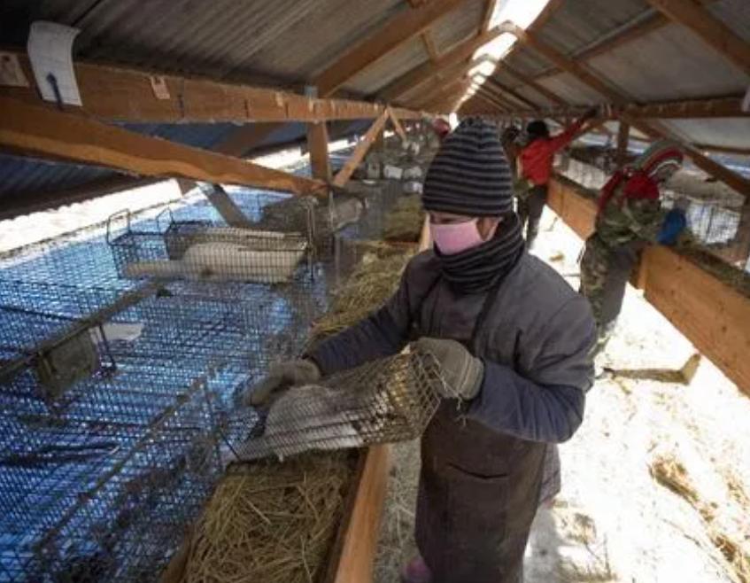 水貂养殖新技术,水貂皮草的养殖方法与技术