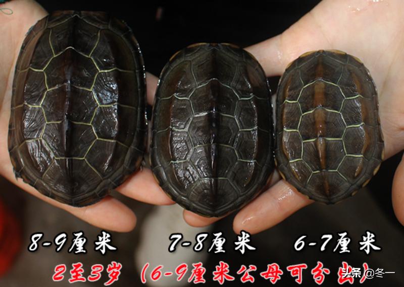 新手养龟的基本知识,入门养龟用什么龟缸