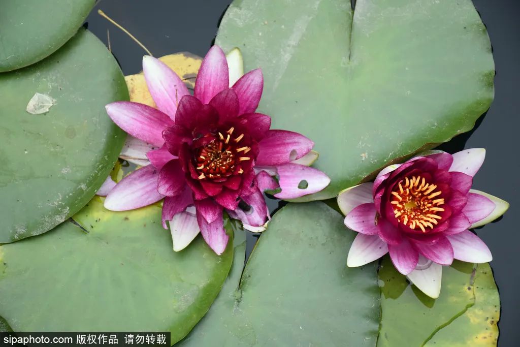 来北京必逛皇家园林,北京具有特色的皇家园林