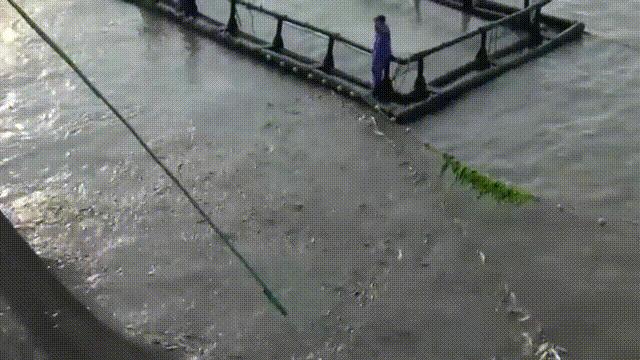 目前野生大黄鱼为什么这么贵,大黄鱼最贵价格多少钱一斤