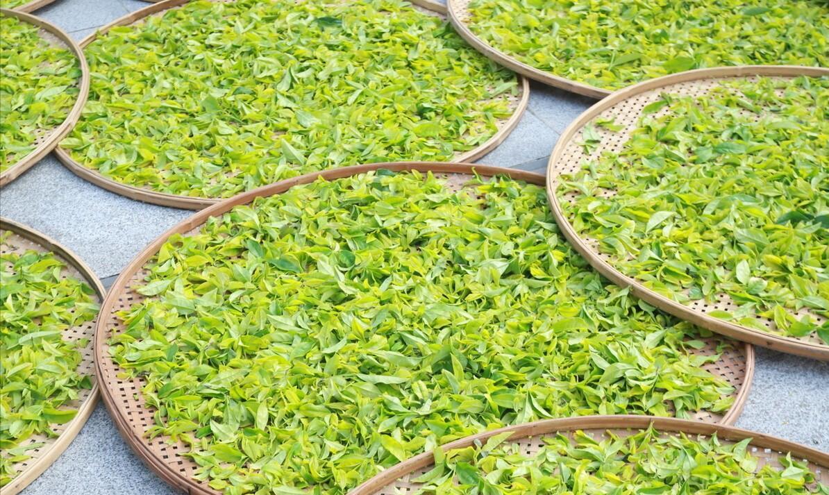 每天1分钟对武夷岩茶多1点了解,什么是岩茶