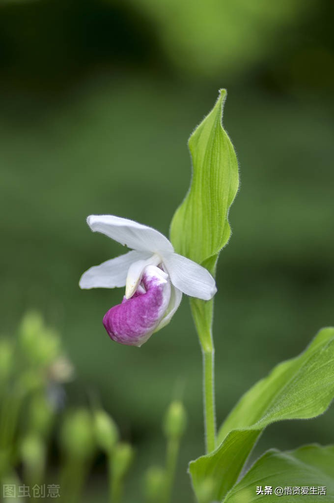 装修房子吸甲醛最好的是什么植物,新房入住有什么植物适合吸甲醛