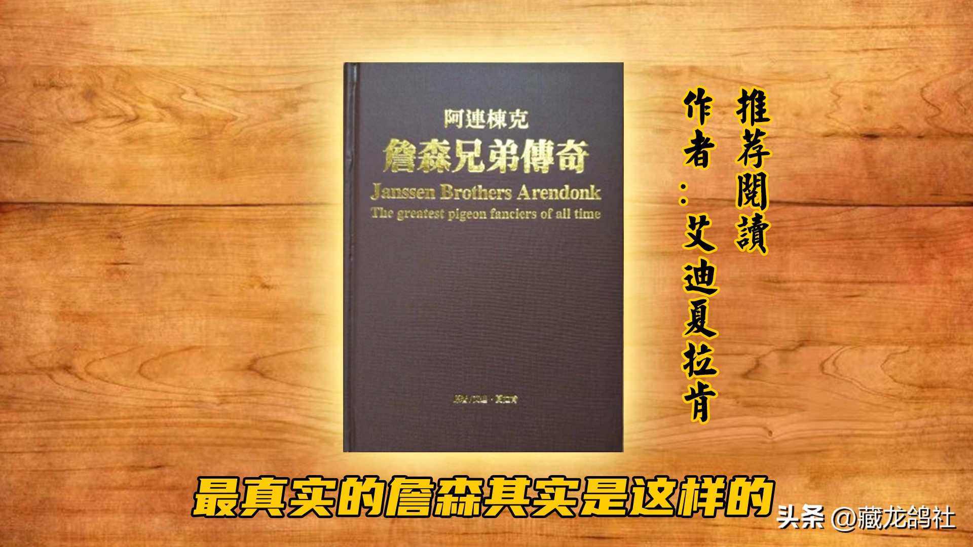 或许你也能从上海鸽的演变史里得到意外的收获