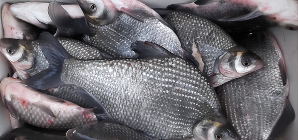 罗非鱼入侵河流泛滥成灾,吃货们解决不了,却在手术室栽了跟头?