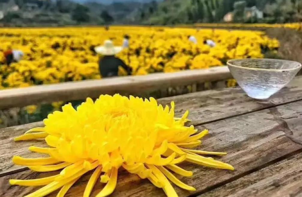 冰箱不是所有茶叶的“避风港”，4种茶叶这样存，留香还不变味