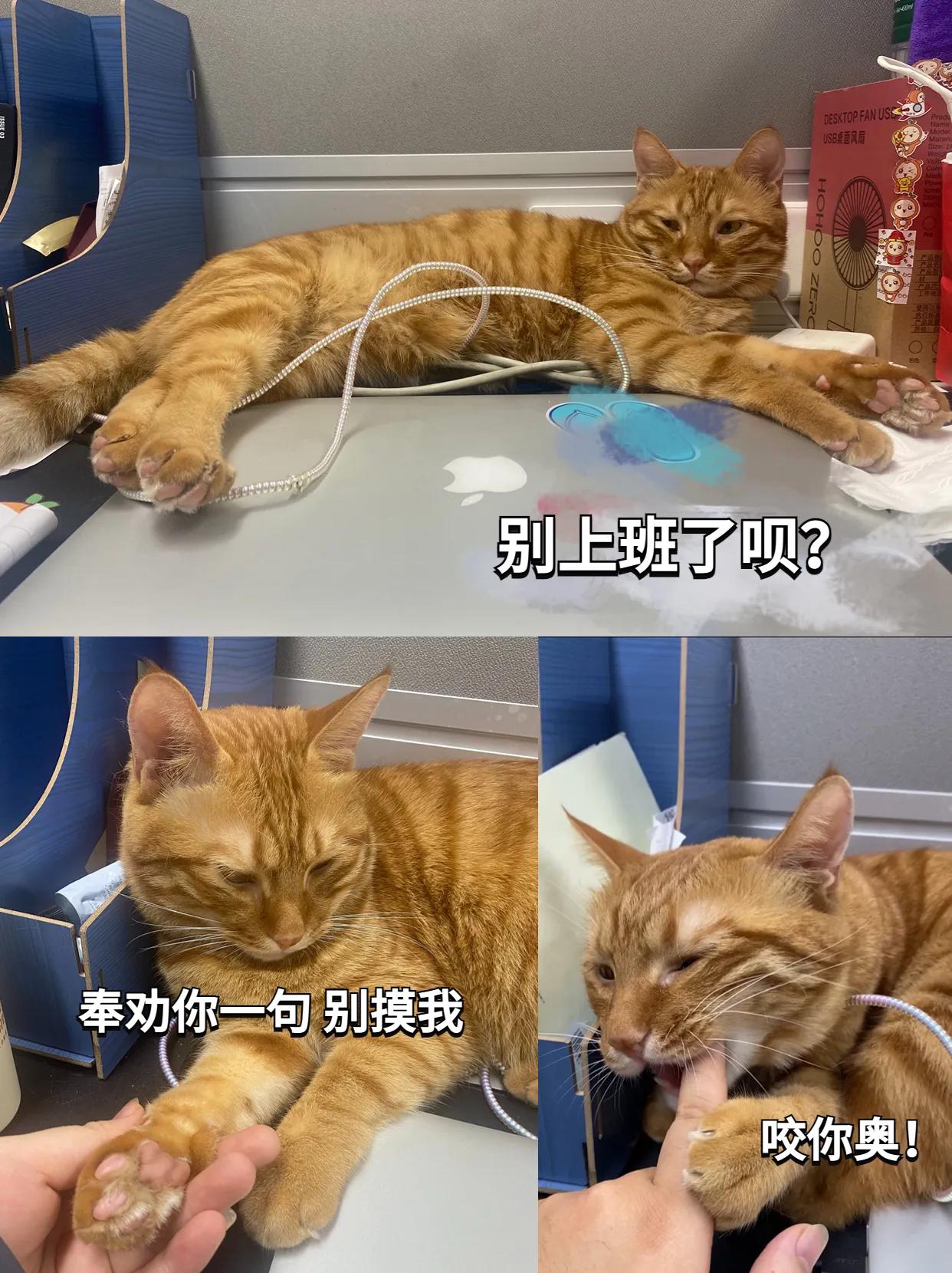 千万别带猫上班,能带猫咪上班的公司