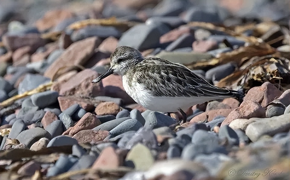 稀有灭绝的动物,世界上最稀有的动物是怎么灭绝的