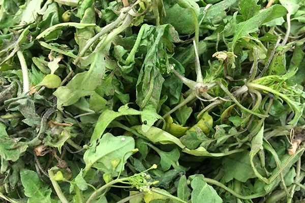 想补钙喝奶粉行么,想补钙就吃它