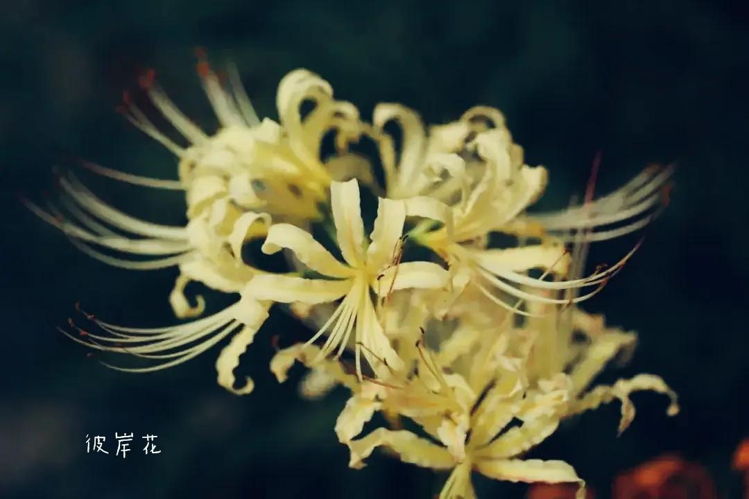 曼珠沙华培育,曼珠沙华要打造什么