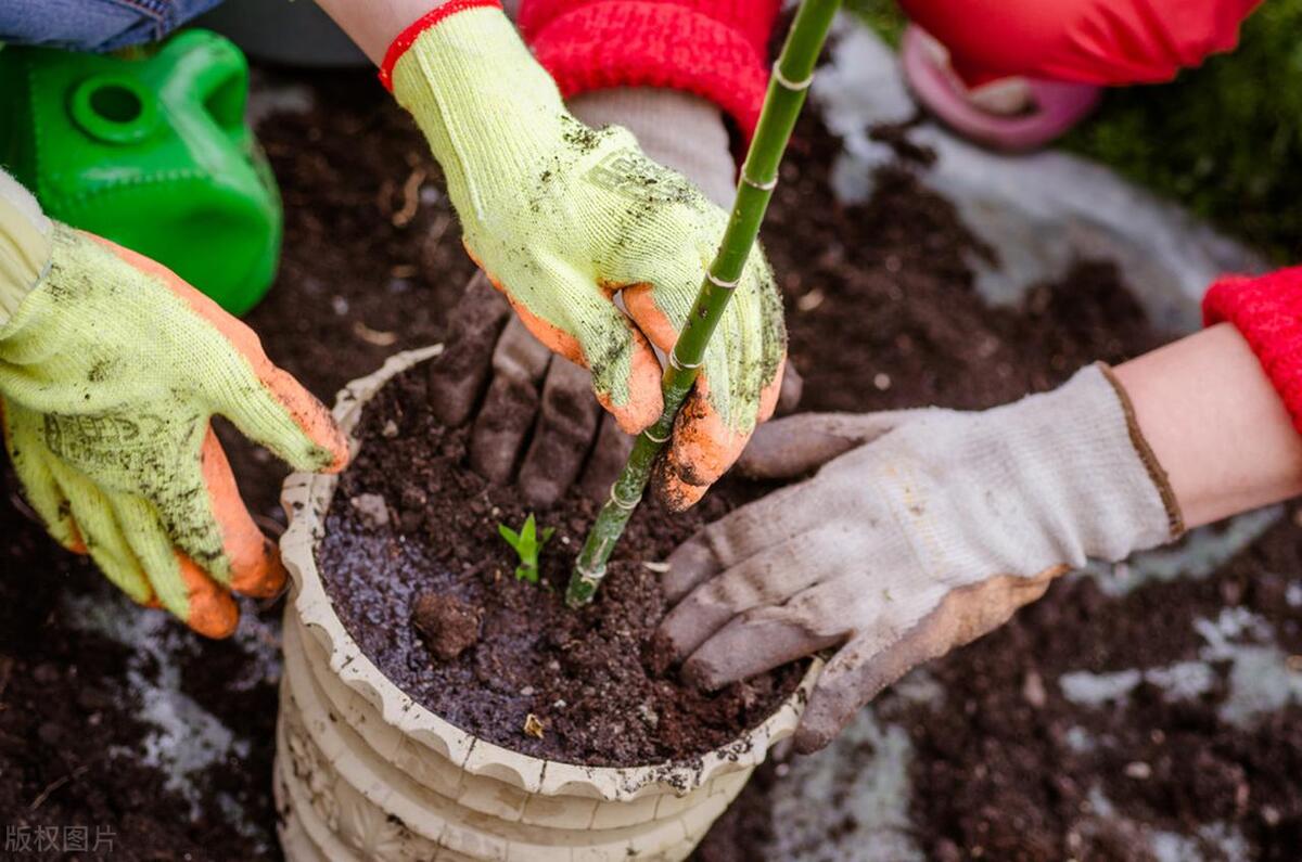 90后程序员改行卖早餐年入30万,90后程序员辞职摆摊卖多肉