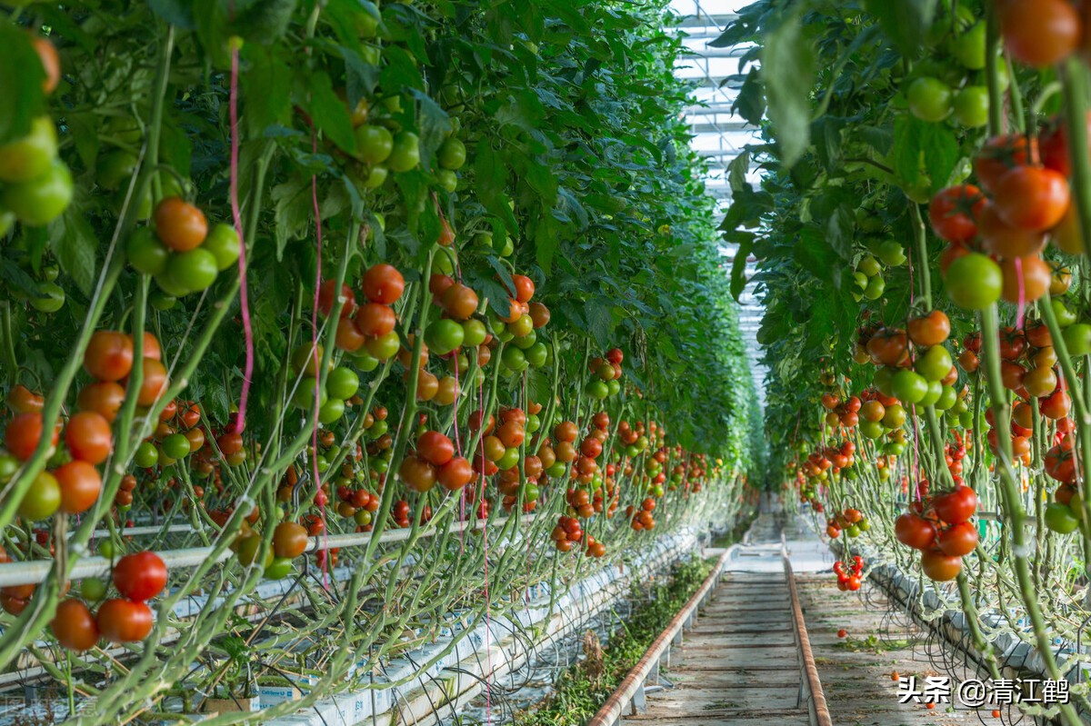 作物种植重茬怎么办,农田重茬怎样防治