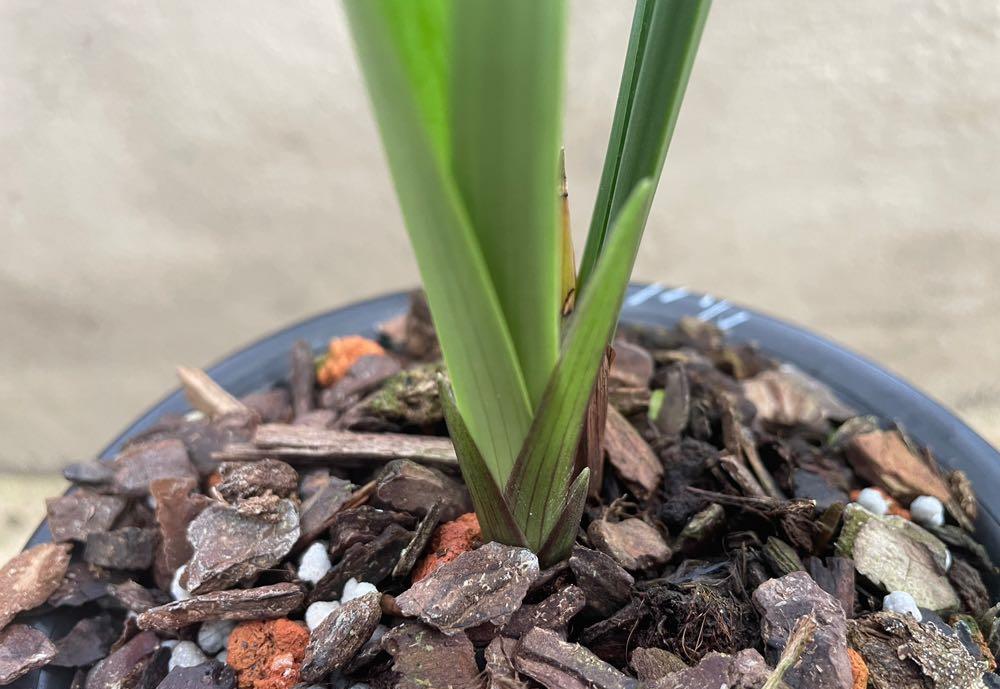 网上几十一苗的国魂兰花是真的吗,2023国魂兰花一苗要多少钱