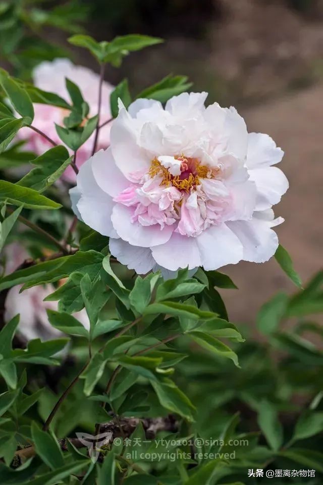 国花牡丹的历史起源,中国国花为啥是牡丹