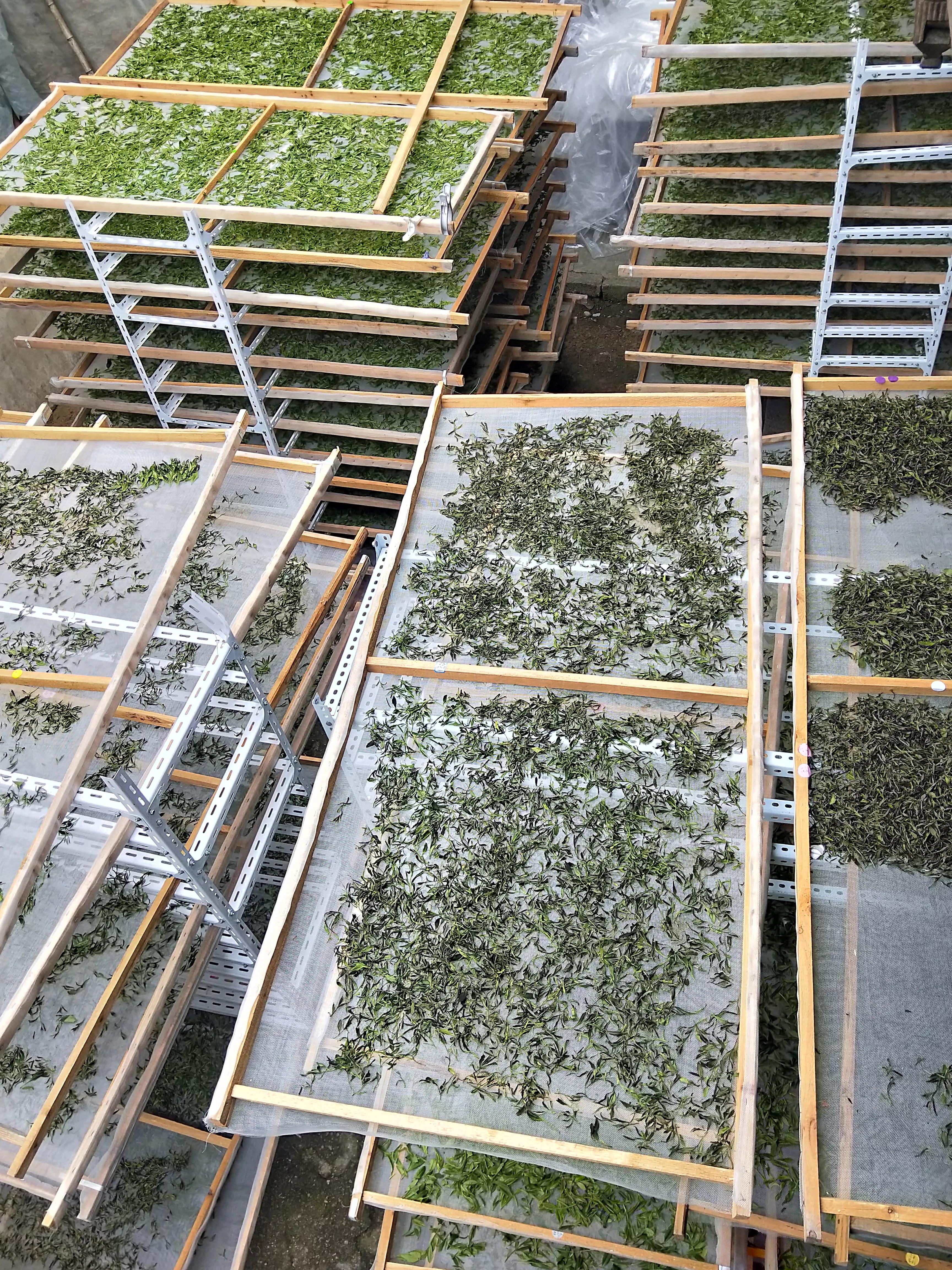 谷雨前后的茶推荐,醇香甘甜的早春好茶