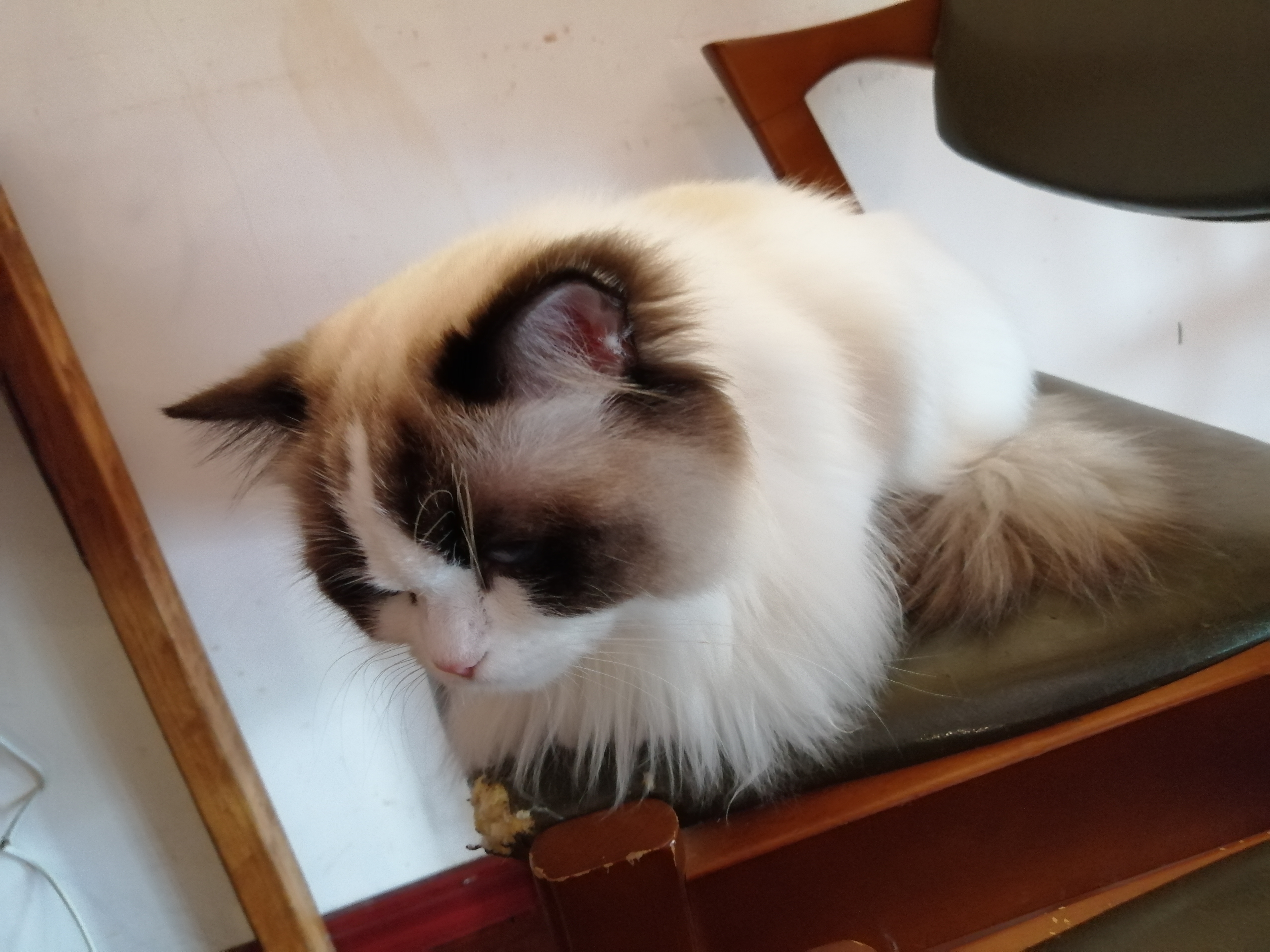 当你长时间不在家,当你不在家时猫咪是怎么样的