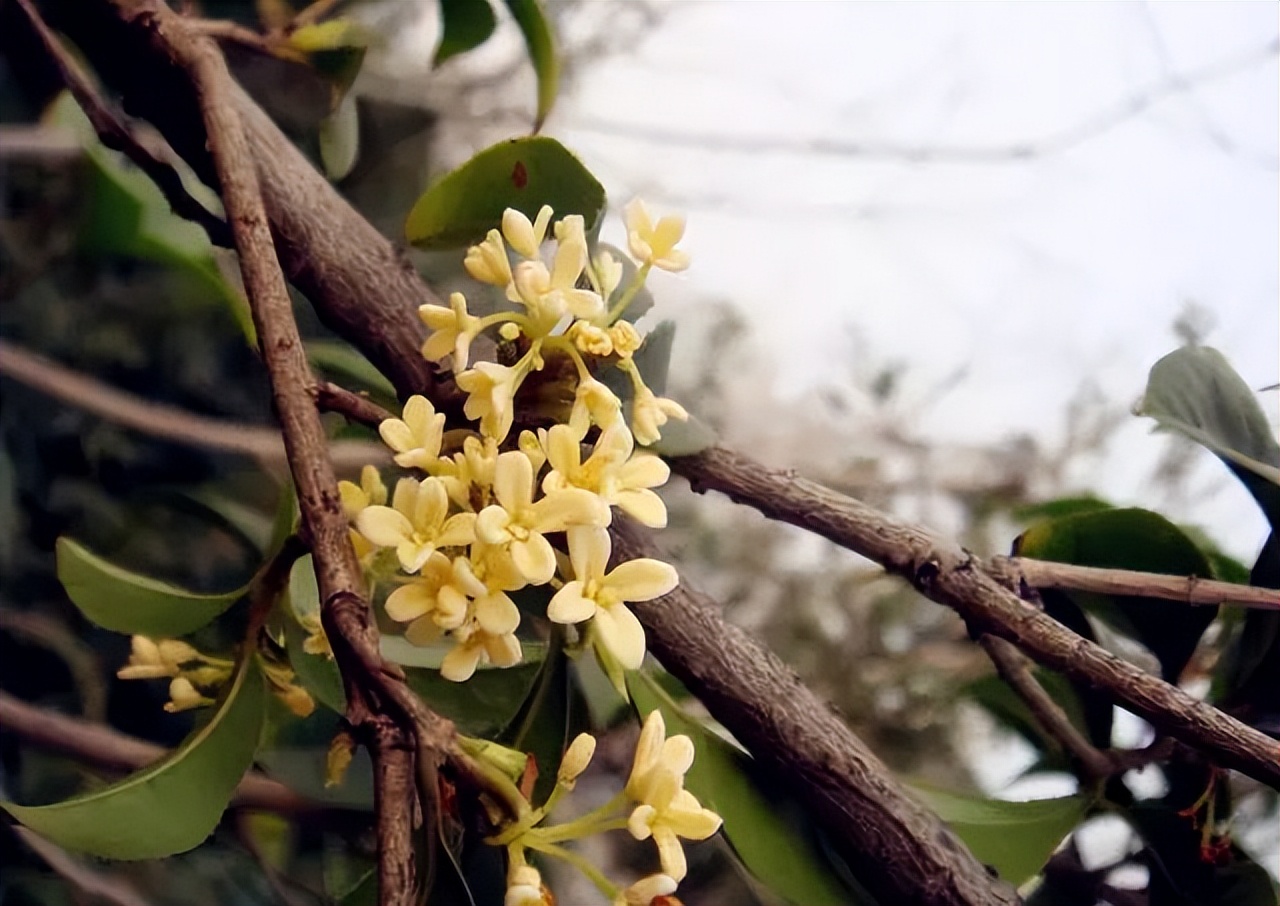 中国传统十大名花排名及文化内涵,中国十大名花惊艳世界