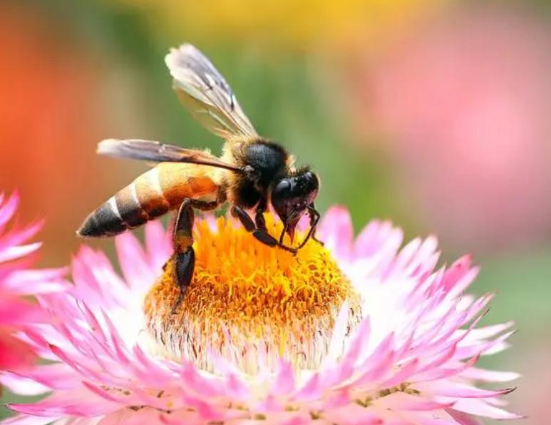 蚊子有嗅觉和味觉吗,蚊子如何麻痹痛感