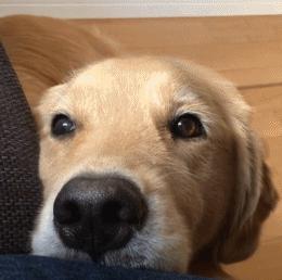 购买金毛犬的注意事项,怎么辨别金毛幼犬是真的还是假的