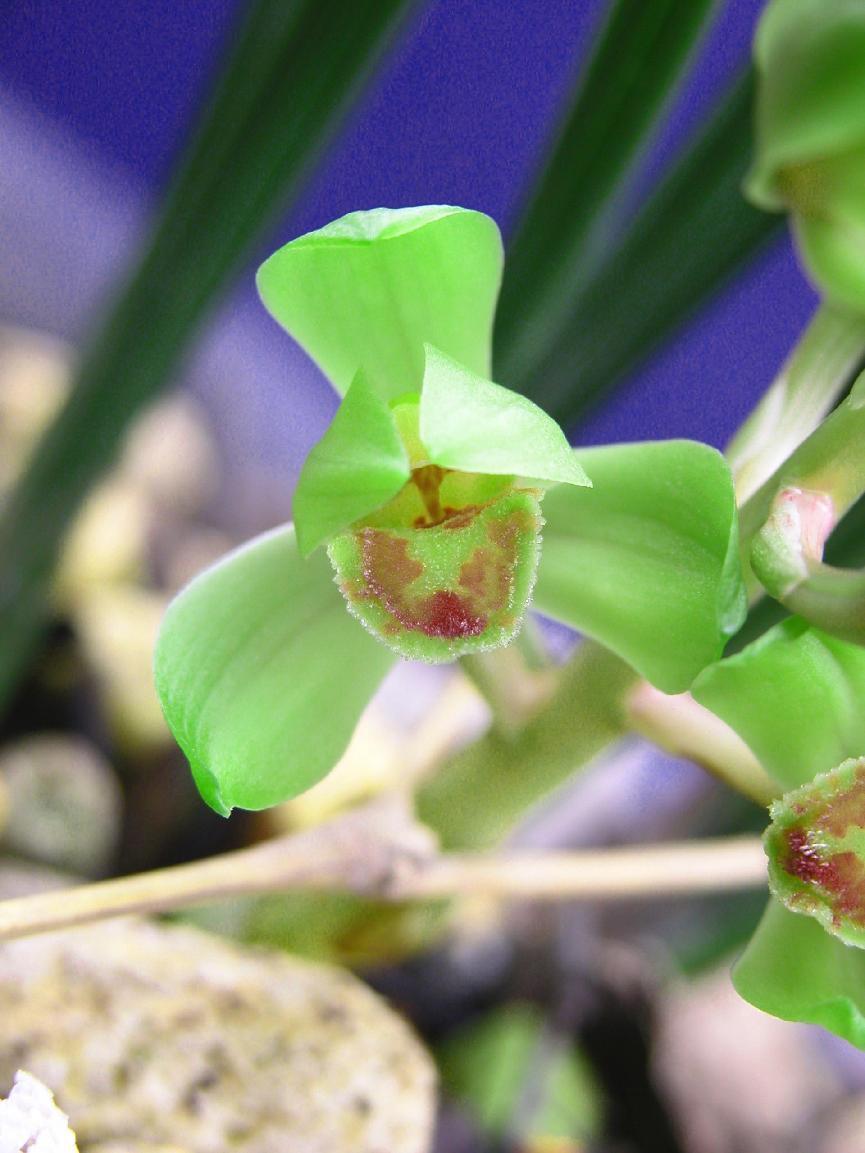 卖兰花一年收入,卖兰花卖得最好的一个月赚多少钱