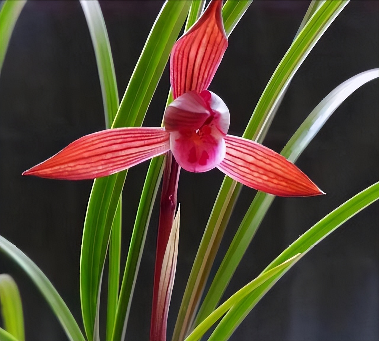 最香名贵十种兰花,老花匠都爱养的2款名贵兰花