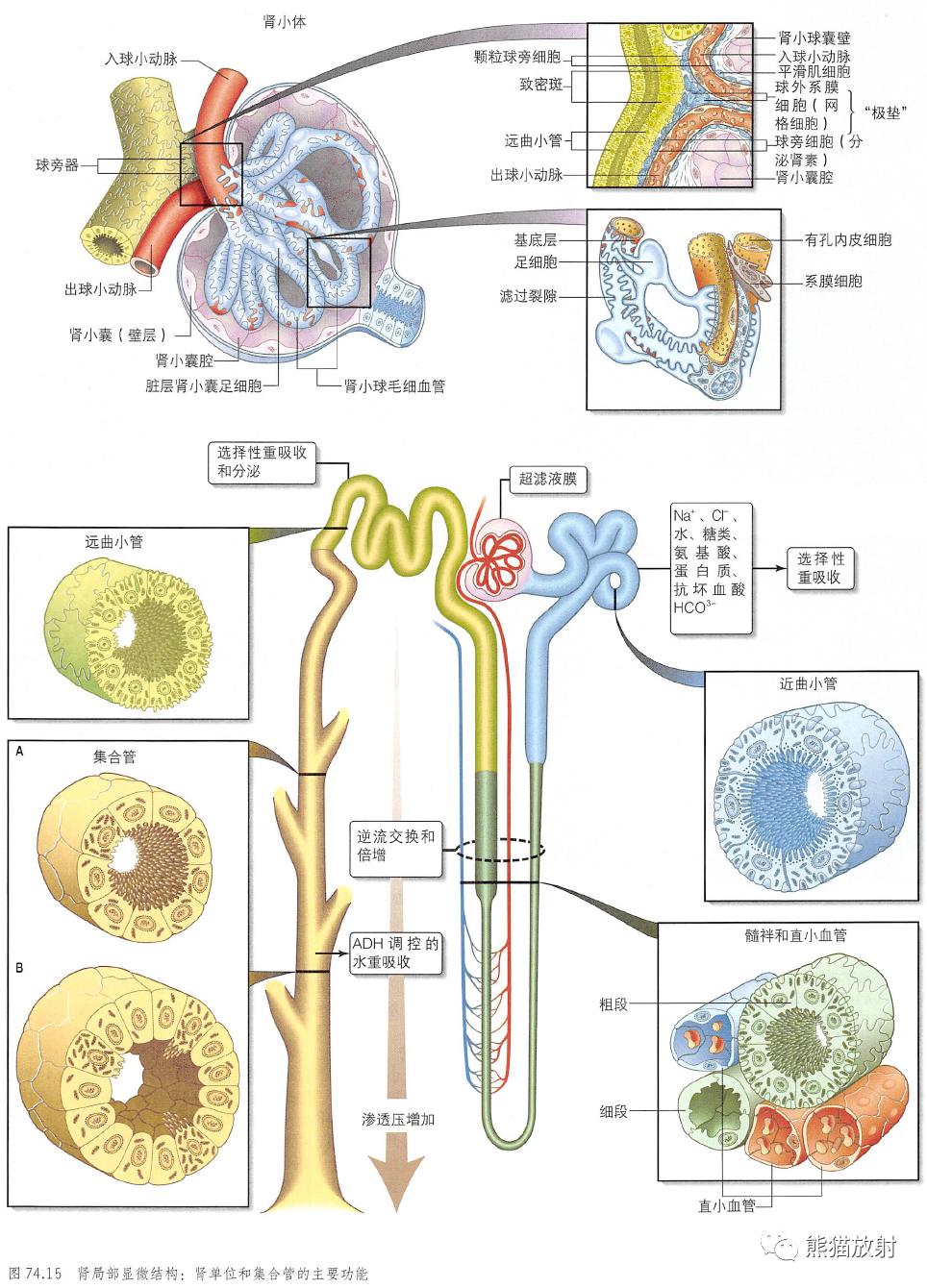 输尿管和髂血管解剖,脾胰解剖图