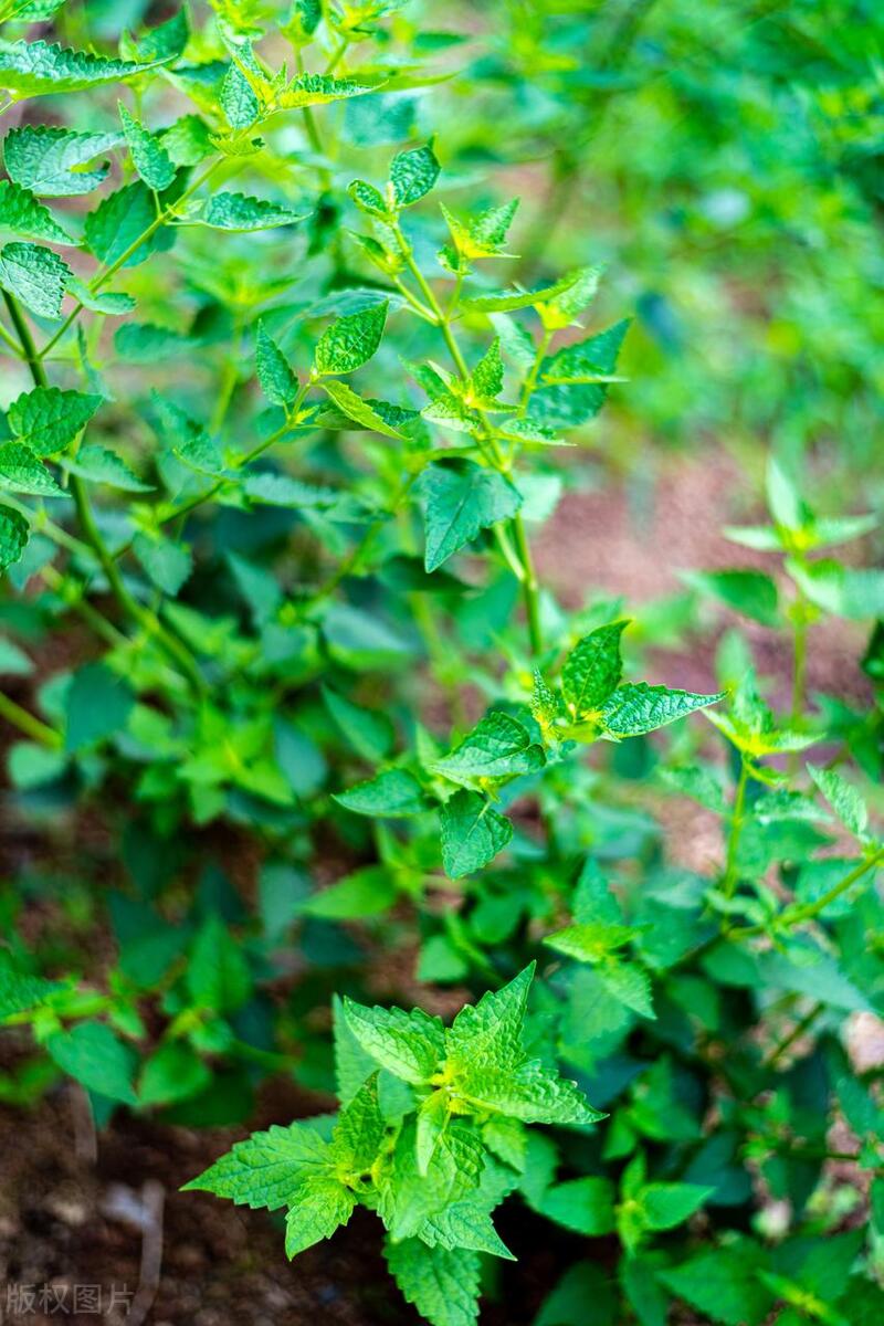 藿香正气水使用注意事项及禁忌症,藿香正气水用法用量注意事项