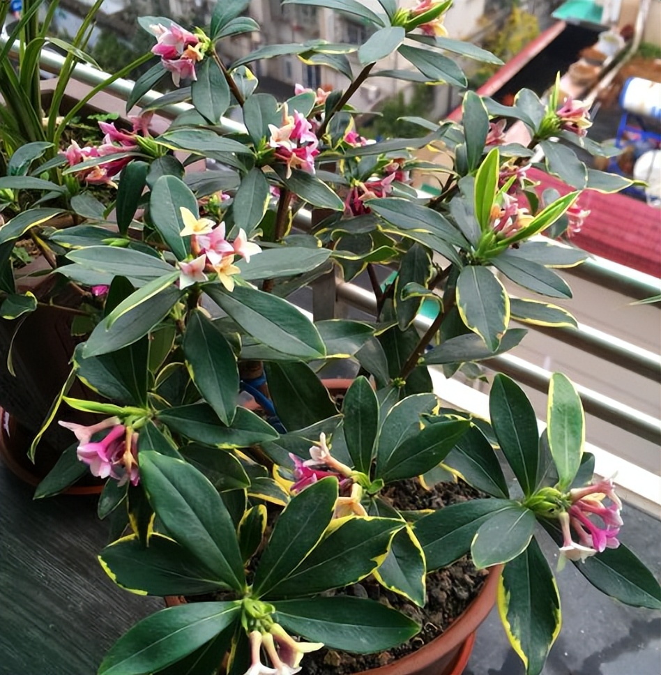 代表富贵吉祥的花草,有寓意的花草名