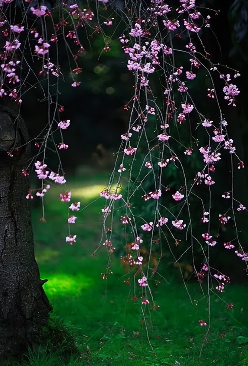 一年花信过满院绿阴多，古诗词里的春天绿阴，这匆忙的时光啊