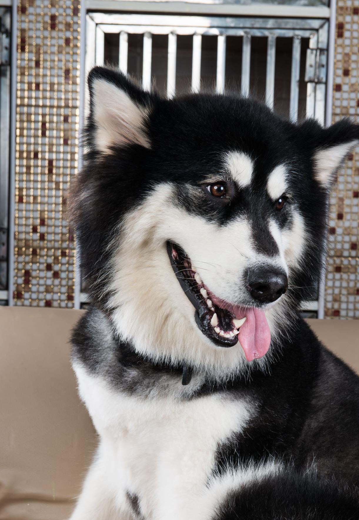 狗狗中暑后正确处理方式,狗狗中暑急救处理方法