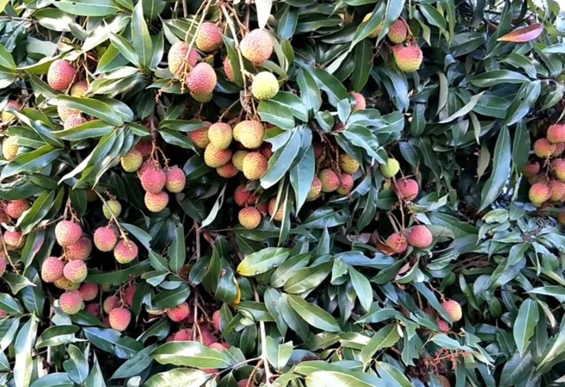 广东湛江一年四季水果名单,湛江特色水果介绍