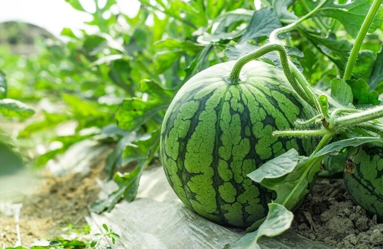 吃6种瓜清热解毒,小暑养生常吃这五瓜清凉又泻火