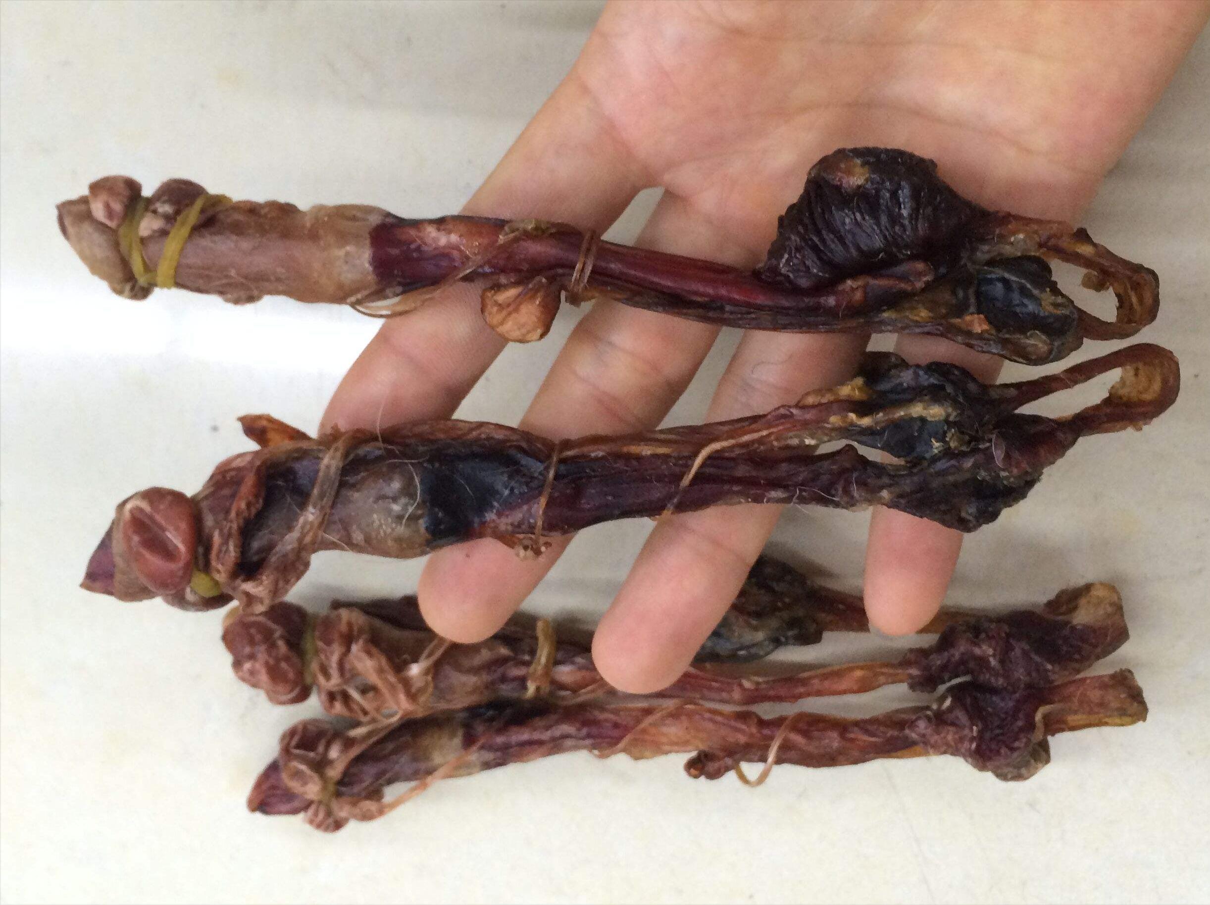 辽宁大连100头斑海豹幼仔遭猎捕,辽宁盘锦斑海豹罕见上岸晒日光浴