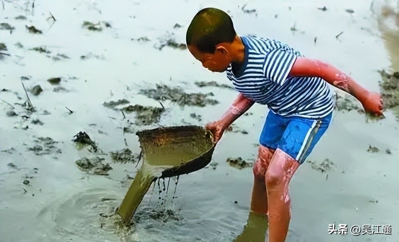泥鳅发病怎么处理干净,泥鳅吃什么