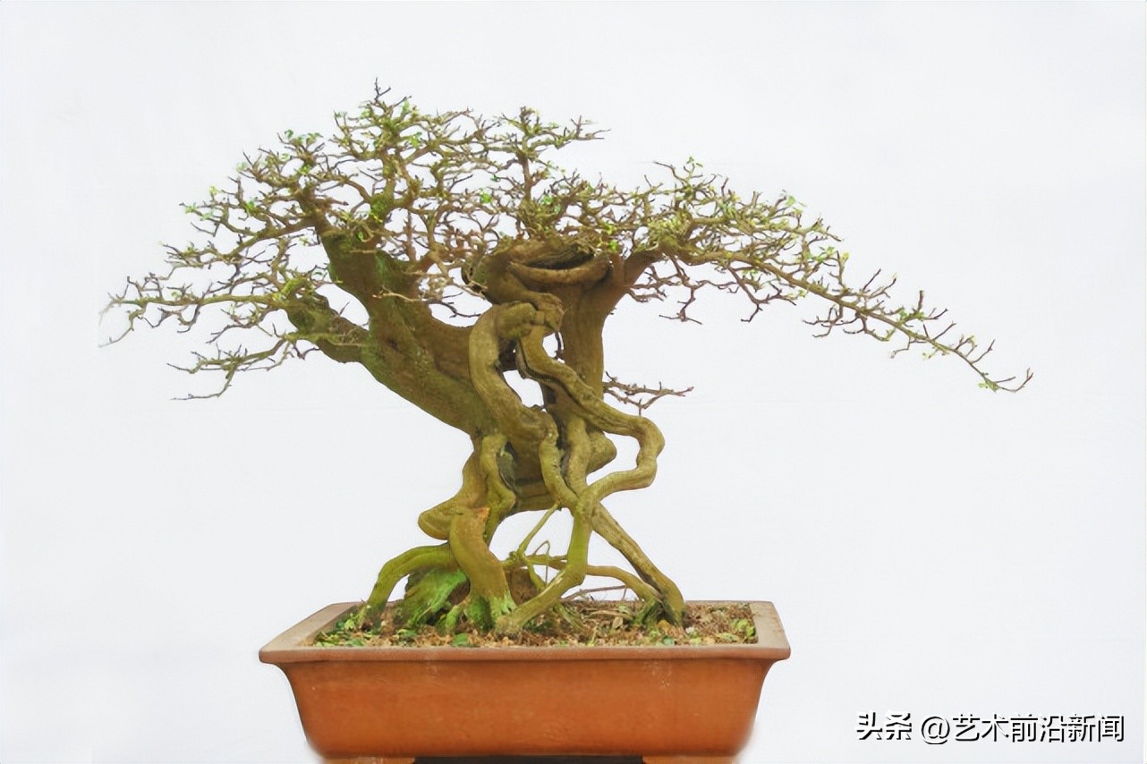 「艺术前沿」胡庆魁的木石人生