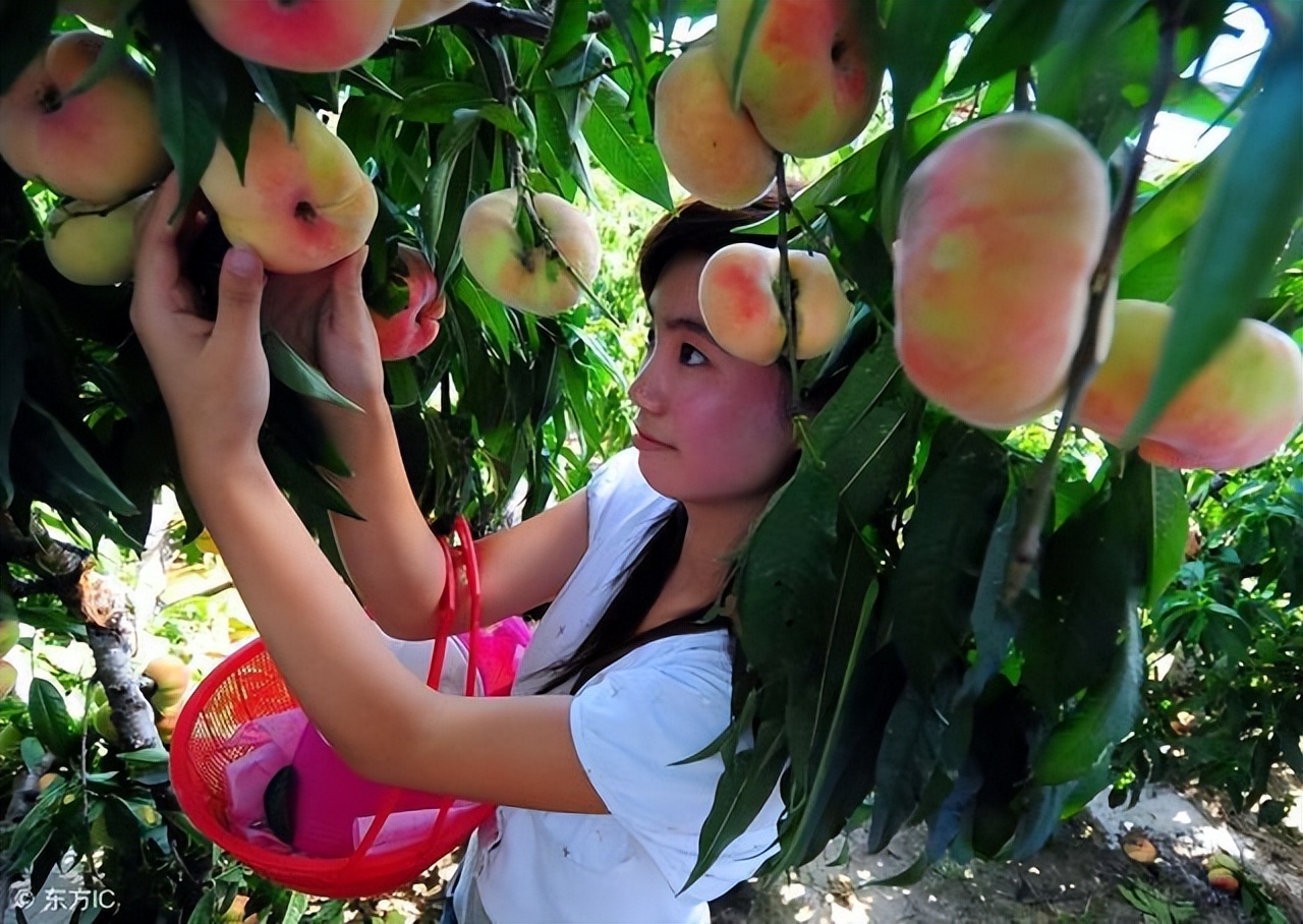 正宗南疆特产有哪些,南疆十大特产