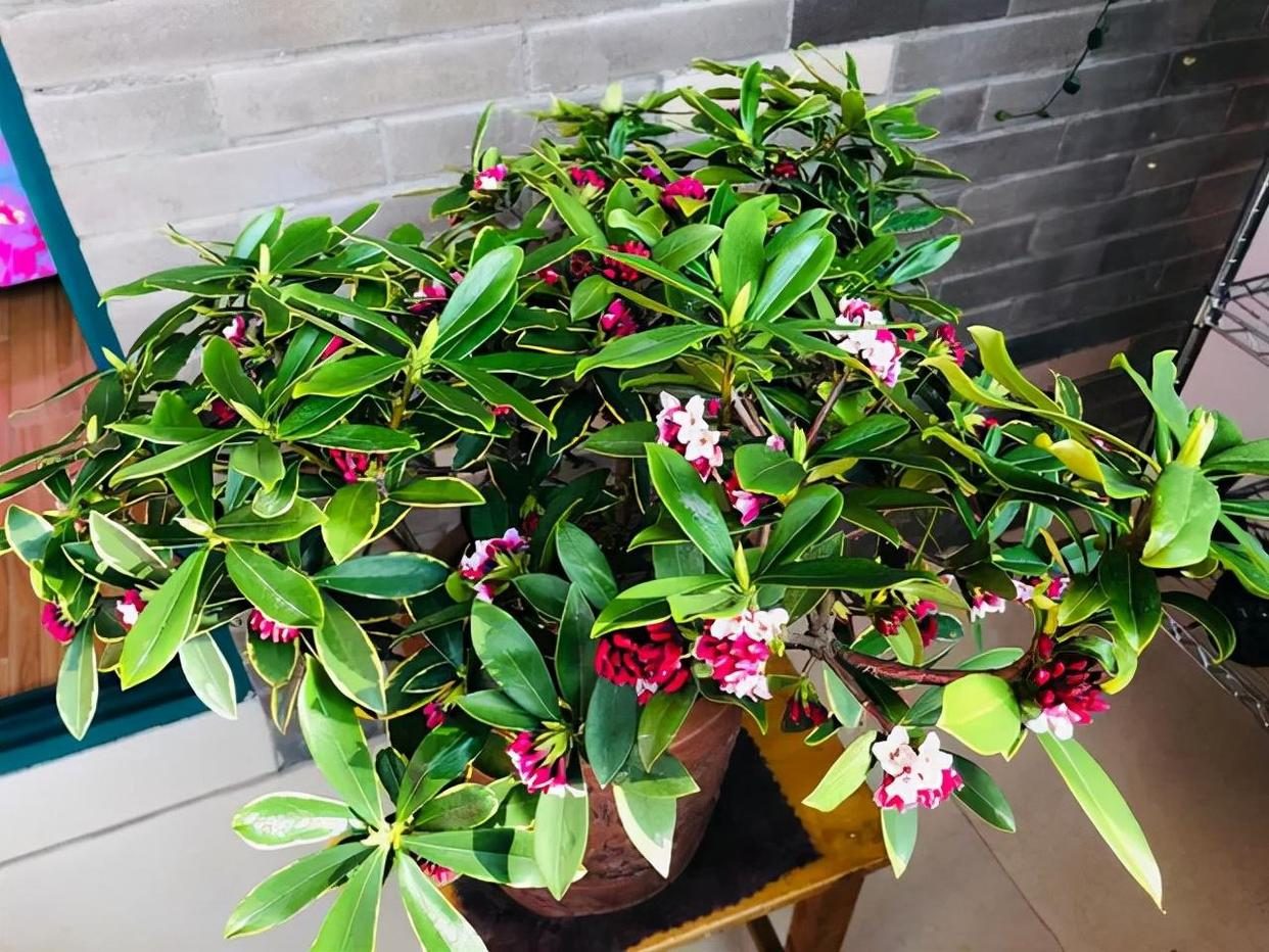 代表富贵吉祥的花草,有寓意的花草名