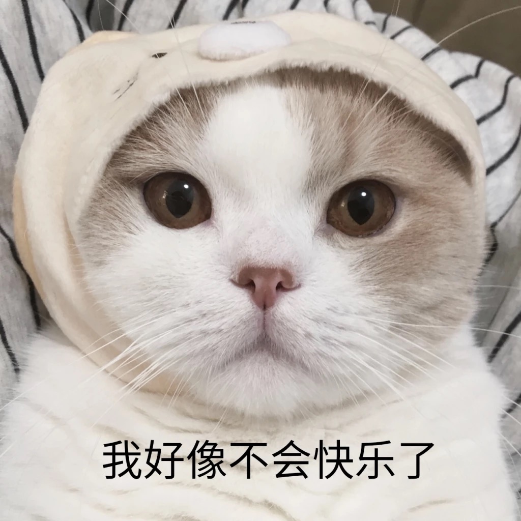 养猫一年后我发现我得了6种病,再次提醒养猫会得这7种病