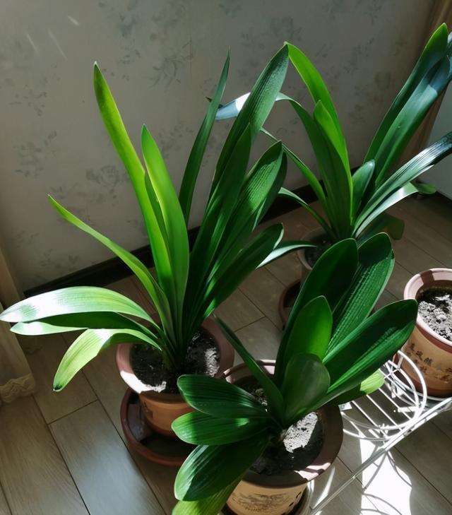 旺财避煞的盆栽有哪些,盆栽寓意人旺财旺都有什么