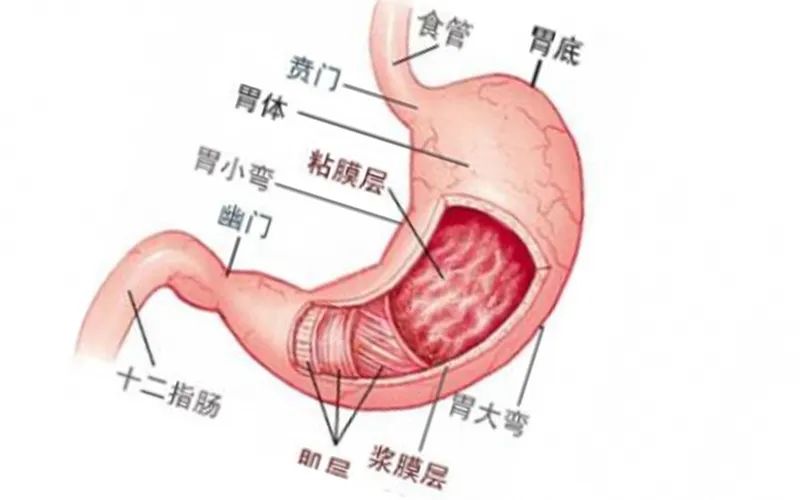 饭前喝牛奶能保护胃粘膜吗,早上起来空腹喝牛奶保护胃黏膜