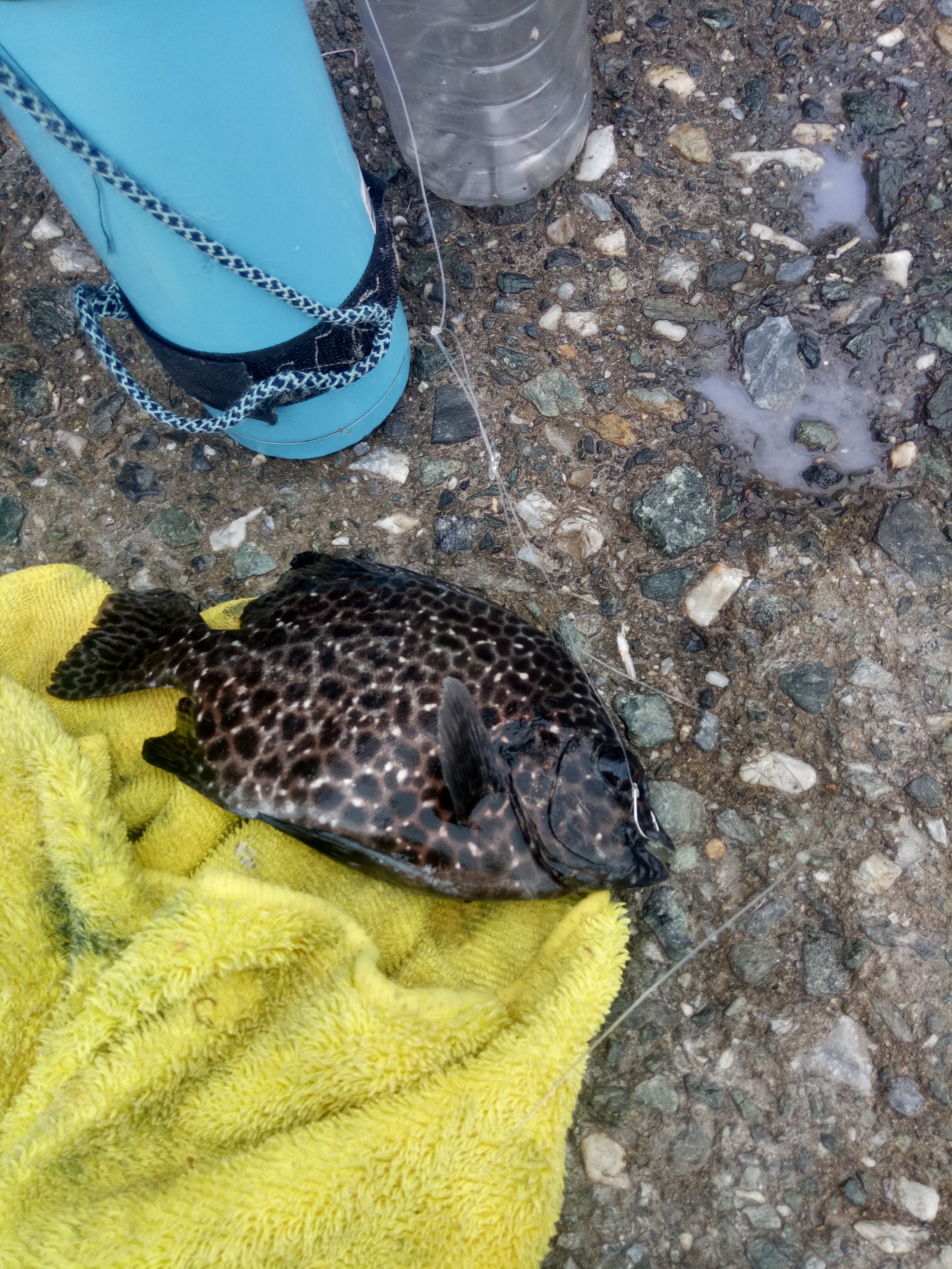 花莲县钓鱼,花莲在哪里海钓