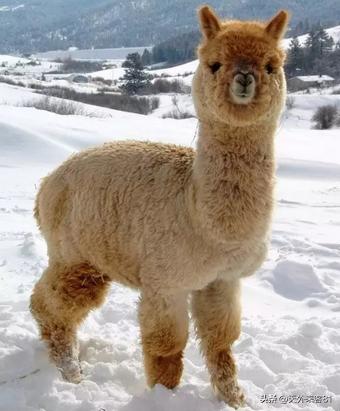 每日一动物：羊驼「yángtuó」