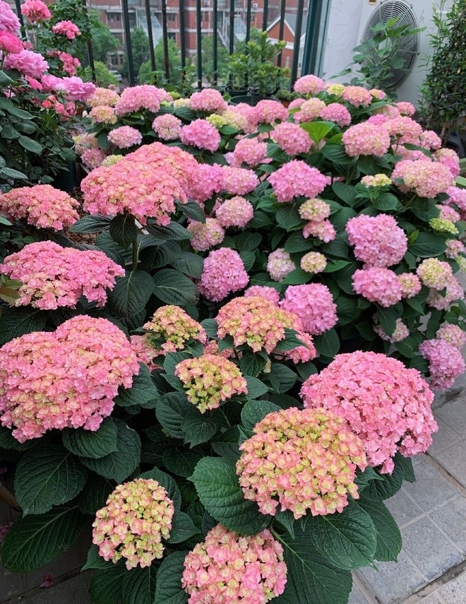 6月绣球小苗怎么养,6月养兰技巧