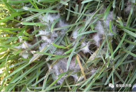 草坪通常要进行哪些养护管理项目,草坪要打理吗