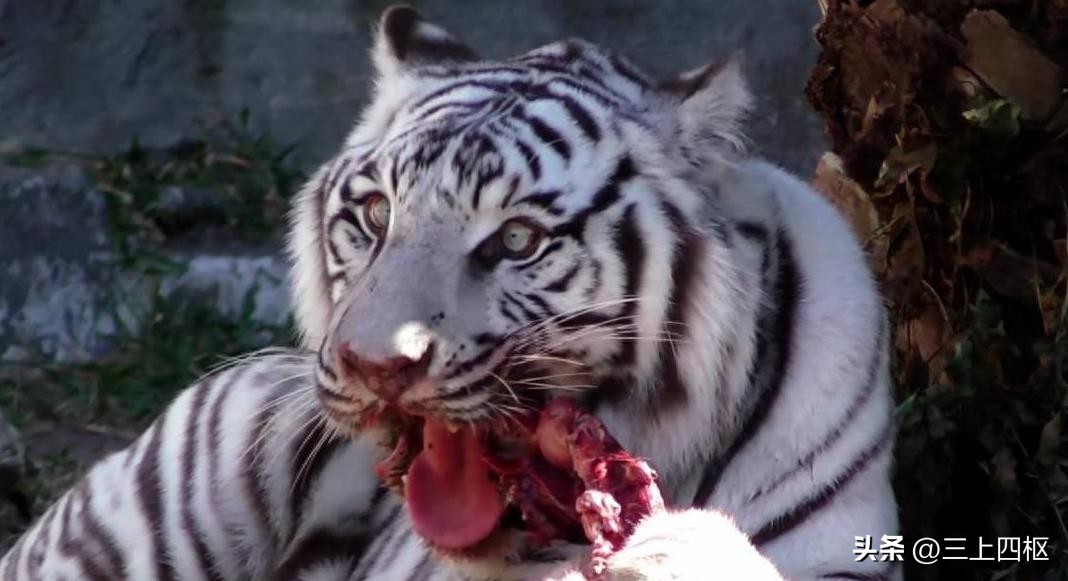 为何老虎不能喂猪肉,为什么不给老虎喂猪肉