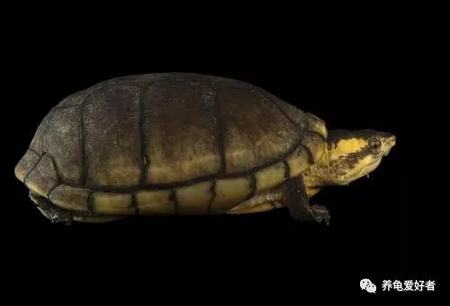 龟不吃东西喂什么,如果新龟到家不吃东西要怎么办呢