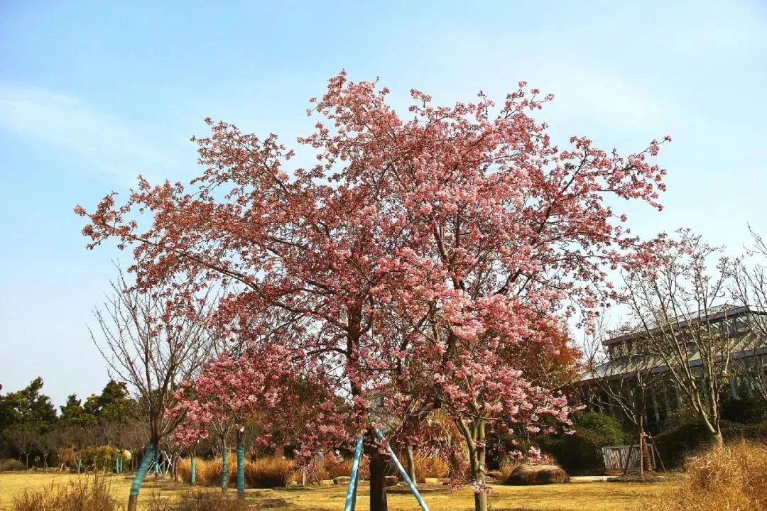 初春河津樱花图片大全,河津樱花品种大全