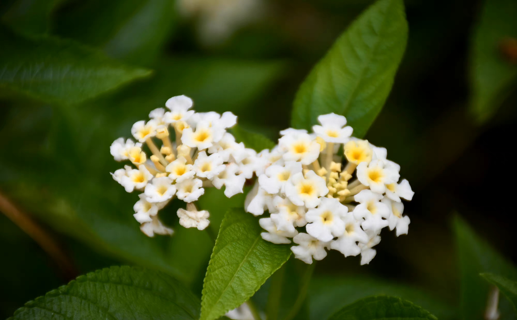 花朵不美，于是开在百花未开之际，方可招引蜂蝶，美丽不可及