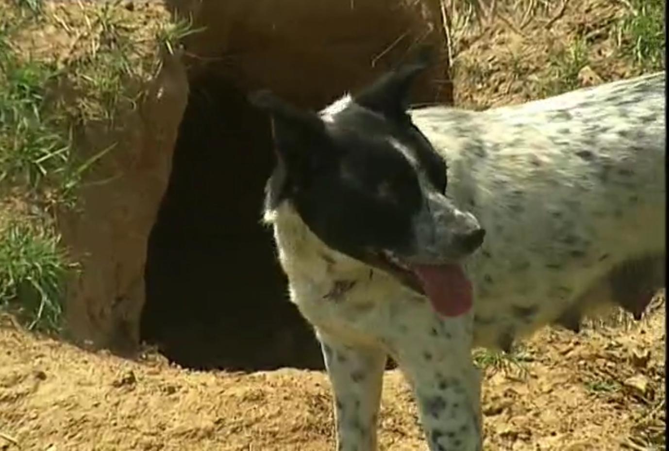 狗和狼故事简介,狗和狼的故事真实感动