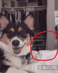 单身狗慎入合集国漫,单身狗慎入高甜预警